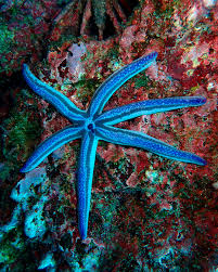 Image result for Disperis sp. nov. aff. bifida