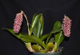 Image result for Bulbophyllum josephi