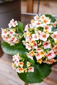 Tengo 5 kalanchoes en mi balcón y están orientados al este, y reciben alrededor de 5 horas (7 am a 12 pm) de luz solar. Mein Neuer Gartenliebling Die Kalanchoe Als Outdoor Deko Sophiagaleria