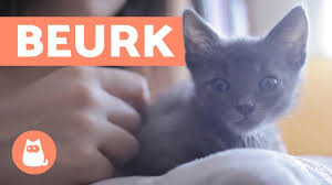 Pourquoi Mon Chaton Ne Mange Plus Youtube