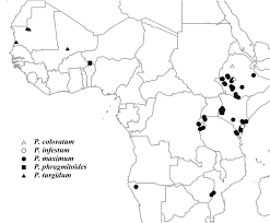 Image result for Panicum phragmitoides