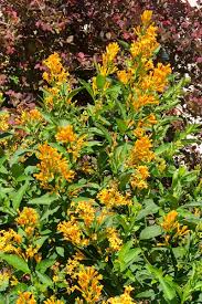 Image result for Cestrum