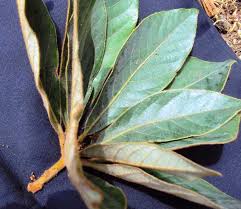 Image result for Actinodaphne