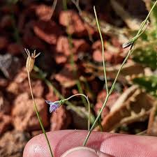 Wahlenbergia vernicosa in world checklist of selected plant. Sprawling Bluebell Wahlenbergia Gracilis Weeds Of Melbourne