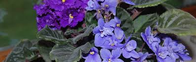 Maybe you would like to learn more about one of these? How To Care For African Violets Insteading