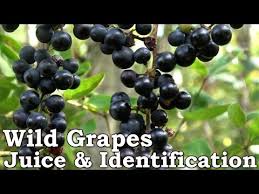 Grape growers of ontario, saint catharines, on. Wild Grape Juice Identification Look Alikes Processing Youtube