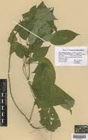 Image result for Hilleria latifolia