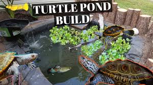 The goal is to make this diy pond look as natural and. Ultimate Diy Turtle Pond Build Youtube