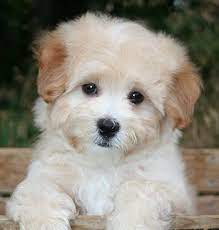 Image From Http Www Mysticcreekpuppies Com Webphoto Sandiego Maltipoo Maltipoo Puppies For Sale In San Diego Maltipoo Puppy Maltipoo Puppies For Sale Puppies