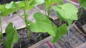 Blue lake bush was developed from blue lake pole bean in 1961. Beginner S Guide To Growing Bush Beans Youtube