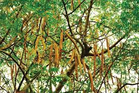 Image result for Moringa oleifera