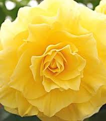 Maybe you would like to learn more about one of these? Pin By Tina Carter On Flowers White Flower Farm Annual Plants Shade Plants