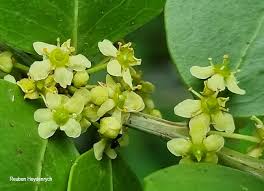 Image result for Maytenus undata