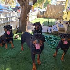 The australian kelpie, or simply kelpie, is an australian sheepdog. Top 21 Smartest Dog Breeds Iheartdogs Com