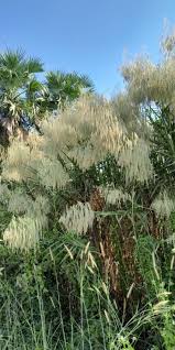 Image result for Phragmites karka