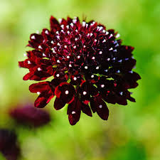 セイヨウマツムシソウ（西洋松虫草）の育て方・栽培方法