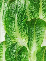 Romaine Lettuce 101 Everything You Need To Know Live Eat Learn