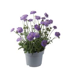 Image result for Scabiosa columbaria