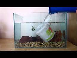 How To Set Up A Basic Betta Tank Your Betta Will Display Beautiful Swimming Flaring And Exploring Behavior In A Tank La Betta Tank Betta Fish Tank Betta Fish
