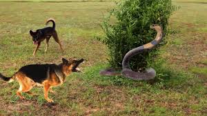 The puppies were not injured at all and the reptile was immediately taken into the woods and was firemen were eventually called to the rescue.they rescued the snake too by releasing it into the wild. Snake Vs Dog Smart Dogs Bite Vicious Snake Youtube