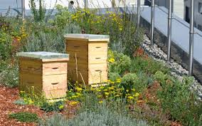 Grundach Mit Bienenstocken Flachdach Begrunung Dachbegrunung Extensive Begrunung