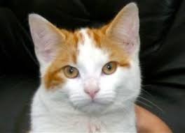 Dalam memilih lokasi untuk mengubur bangkai kucing sebaiknya tidak sembarangan. Subhanallah Inilah Rahasia Penciptaan Kucing Republika Online