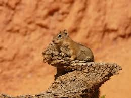Red squirrels also cache mushrooms on tree branches. How Long Do Squirrels Live Up To 18 Years Whoop