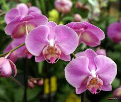 Did You Know There Are Over 70 Species Of Orchids At The Baluk Willam Nature Conservation Reserve In Belgrave South Orchid Flower Orchids Beautiful Orchids