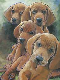 Baby redbone coonhound for sale. Redbone Coonhound Puppies T Shirt For Sale By Nadi Spencer