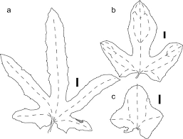 Image result for Eureiandra sp. A