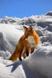 Pin By The Simple Life On Animals Kara Hayvanlari Animals Wild Fox In Snow Animals