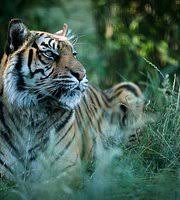 It is believed that the leopard had fallen in overnight while chasing a mongoose, which was also freed as. The Big Cat Sanctuary Overnight Big Cat Experience Lodge Reviews Smarden Kent Uk Tripadvisor