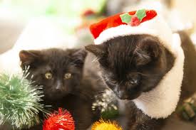 Adopting a free kitten is admirable, but not so free as you may think. Christmas Cats Kittens Free Photo On Pixabay