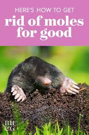 How To Get Rid Of The Moles In Your Yard For Good Moles In Yard How To Get Rid Gardening Tips
