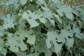 Image result for Broussonetia papyrifera
