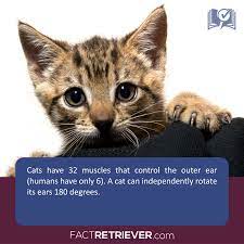 104 Interesting Facts About Cats Factretriever Com Cat Facts Cats Dog Cat
