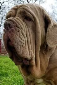 Ab sofort gilt ein zuchtverbot für mops & co. 28 Mastino Napolitano Ideen Hunde Molosser Tibet Dogge