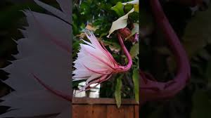 Easy way to grow jasmine plant from cutting without using any rooting hormone | how to grow jasmine. Do Star Jasmine Cuttings Root In Water ç»œçŸ³è—¤ é£Žè½¦èŒ‰èŽ‰å¯ä»¥æ°´åŸ¹ç¹æ®–å— Youtube