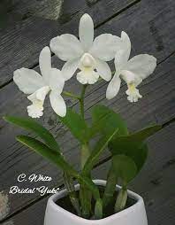Jual Anggrek Cattleya White Bridal Yuki Cattleya Dengan Harga Rp 150 000 Dari Toko Online Hana Orchid Kota Bandung Cari Pro Cattleya Orchid Cattleya Orchids