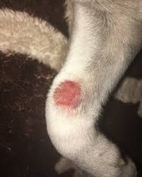Learn answers to these questions verified by medical experts and learn to protect yourself from black spiders often bite when someone puts on a piece of clothing that has been left undisturbed for weeks or months. Pictures Of Spider Bites On Dogs Blog Lif Co Id