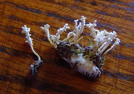 Image result for Ipomoea tenuipes