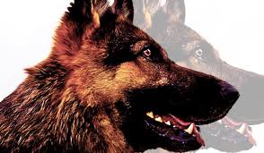 In addition to keeping initial training. Ultimate German Shepherd Guide Puppies Behavior Study Raising Training Gsd Dog Puppy Socialization Checklist For Your German Shepherd