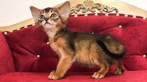 Join millions of people using oodle to find kittens for adoption, cat and kitten listings, and other pets adoption. Abyssinian Kittens For Sale