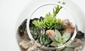 Terrarium Care How To Care For A Terrarium With Succulents Cacti And Tropical Plants In 2020 Succulent Terrarium Succulent Landscape Design Terrarium