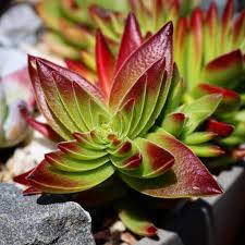 Image result for Crassula capitella