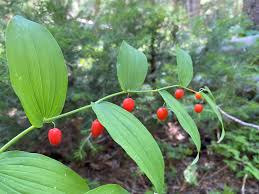 Image result for Jasminum streptopus