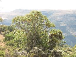 Image result for Hagenia