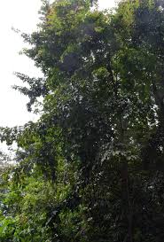 Image result for Monoon