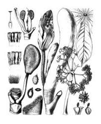 Image result for Musanga