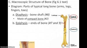 Some bones in the fingers are classified as long bones, even though they are short in length. Diagram Of The Long Bone Youtube